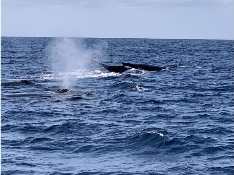 [Departing from Ginowan Whale Watching] Limited to 10 groups / Small group ★Full money back guarantee★の紹介画像