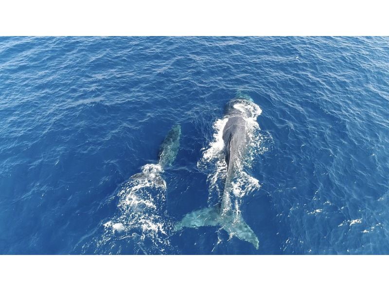 [Departure from Ginowan Whale Watching & Parasailing] Limited to 10 groups / Small group ★Full money back guarantee★の紹介画像