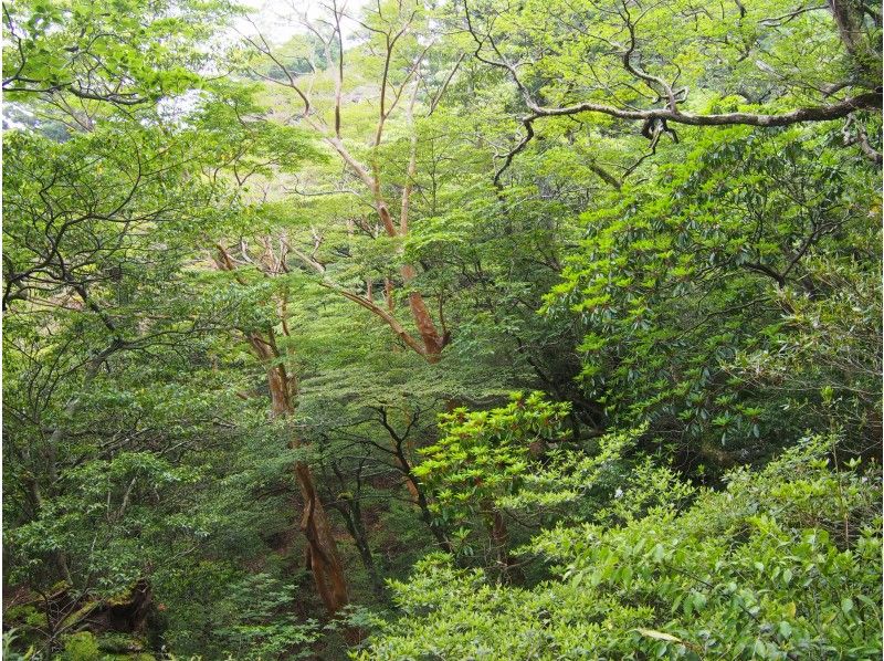 [Kagoshima / Yakushima] Yakushima Forest Day Tour! Yakusugi Land & Yamato Sugi Tour (with lunch)の紹介画像