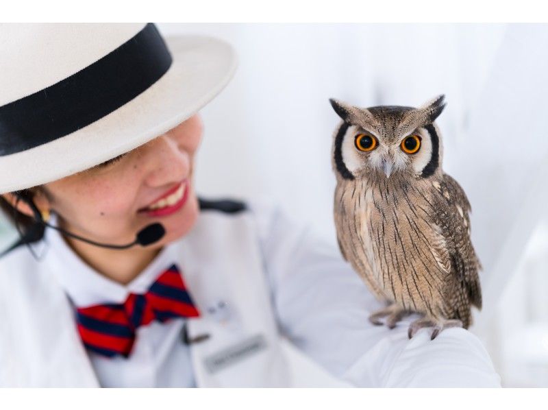 [Akihabara, Tokyo] A luxurious healing time away from the hustle and bustle of facing owls ♪ With a commemorative photo serviceの紹介画像