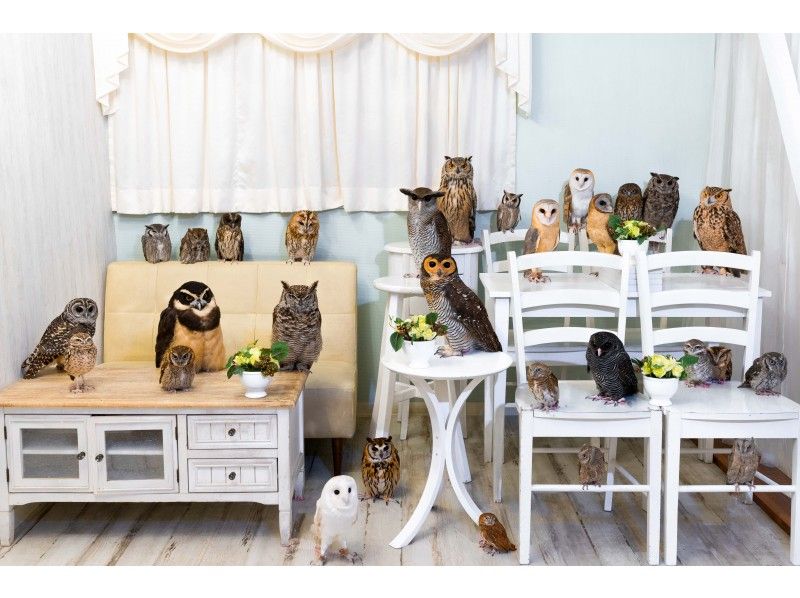 Classic animal cafe: Owl cafe