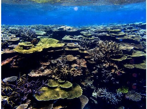 宮古島 八重干瀬エリア３ ４ポイント巡る 八重干瀬半日シュノーケルトリップ ｂコース午後便 アクティビティジャパン