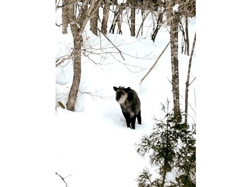 早割〉【群馬・みなかみスノーシュー１日ツアー・昼食付】NO密の雪原 