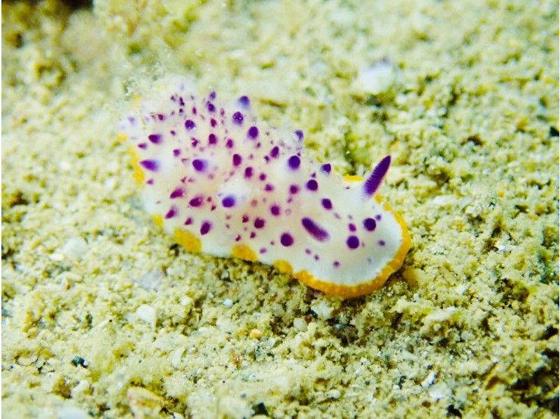 Sea slug diving (1 dive) / Arrival day diving / Naha city transfer / Equipment rental included / Solo participation OK /の紹介画像