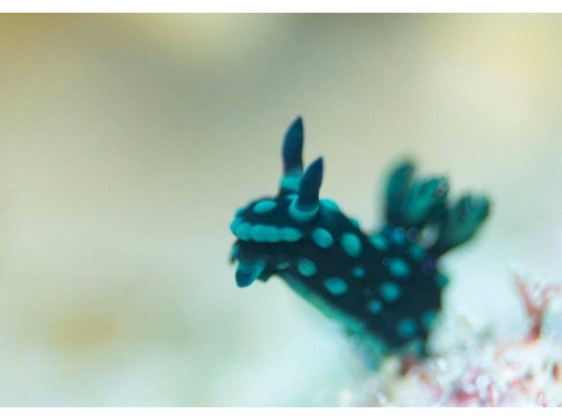 Sea slug diving (1 dive) / Arrival day diving / Naha city transfer / Equipment rental included / Solo participation OK /の紹介画像