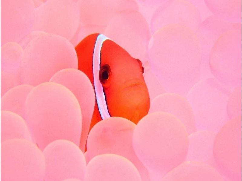 【那覇発／慶良間】まるっと1日インストラクター貸切！体験ダイビング2ダイブ＆シュノーケル遊び放題⭐︎3ヶ所周遊・水中動画無料☆の紹介画像