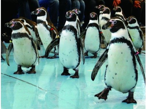 2 14 日 開催 三重 鳥羽水族館 うら側探検隊 スナメリツアー 水族館の裏側をスタッフがご案内します オンラインツアー 受付終了 アクティビティジャパン