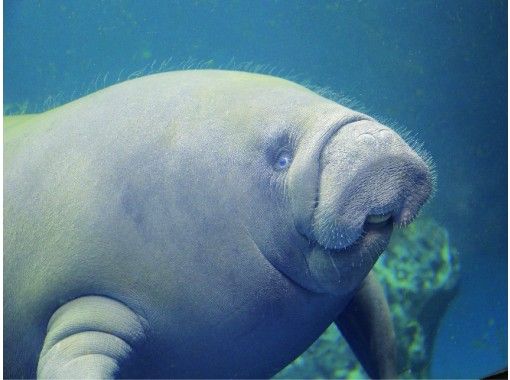 2 14 日 開催 三重 鳥羽水族館 うら側探検隊 スナメリツアー 水族館の裏側をスタッフがご案内します オンラインツアー 受付終了 アクティビティジャパン