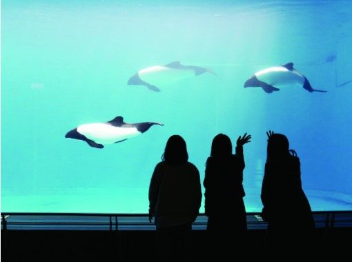 2 14 週日 舉行三重 鳥羽水族館背面探險 無尾海豚之旅 水族館工作人員背面指導您 在線中旅遊 預約截止 Activityjapan