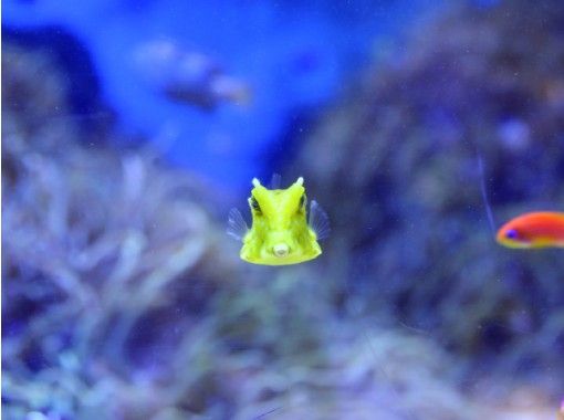 2 14 週日 舉行三重 鳥羽水族館背面探險 無尾海豚之旅 水族館工作人員背面指導您 在線中旅遊 預約截止 Activityjapan