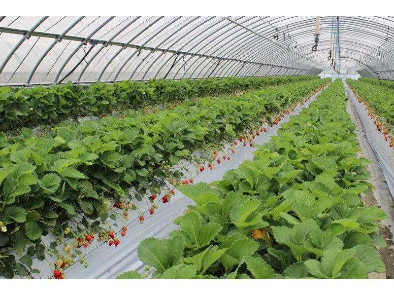 【Fukuoka・Shikanoshima】 【Strawberry Picking ＊40-minute All-You-Can-Eat】 Enjoy Amao Strawberriesの紹介画像