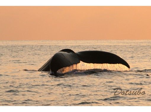 慶良間諸島 座間味島 オンラインクジラガイドツアー くじら博士になろう Vol 1初級編 事前に質問を承りますよ 写真や動画で配信します アクティビティジャパン