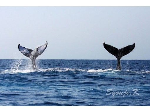 慶良間諸島 座間味島 オンラインクジラガイドツアー くじら博士になろう Vol 1初級編 事前に質問を承りますよ 写真や動画で配信します アクティビティジャパン 慶良間諸島 座間味島 オンラインクジラガイドツアー くじら博士になろう Vol 1初級編 事前に質問を承りますよ 写真や動画で配信します アクティビティジャパン