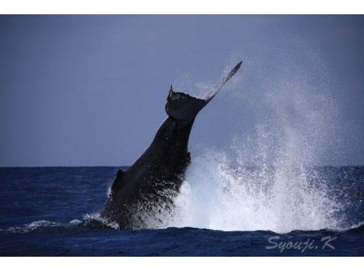 慶良間諸島 座間味島 オンラインクジラガイドツアー くじら博士になろう Vol 1初級編 事前に質問を承りますよ 写真や動画で配信します アクティビティジャパン 慶良間諸島 座間味島 オンラインクジラガイドツアー くじら博士になろう Vol 1初級編 事前に質問を承りますよ 写真や動画で配信します アクティビティジャパン