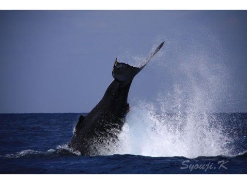 慶良間諸島 座間味島 オンラインクジラガイドツアー くじら博士になろう Vol 1初級編 事前に質問を承りますよ 写真や動画で配信します アクティビティジャパン