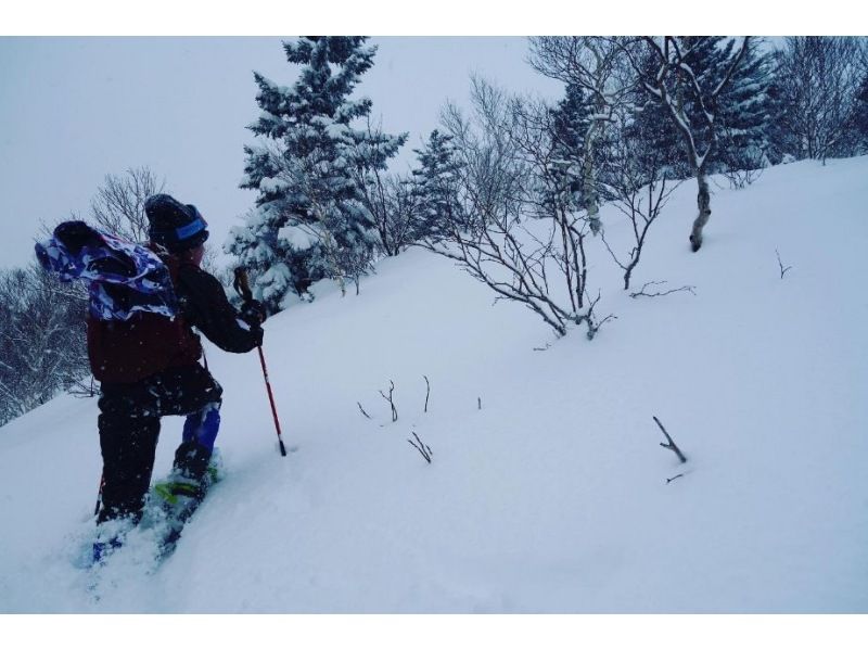 [北海道，小樽市]在朝里天狗岳的专业向导的雪鞋远足<初学者行，有演讲>の紹介画像