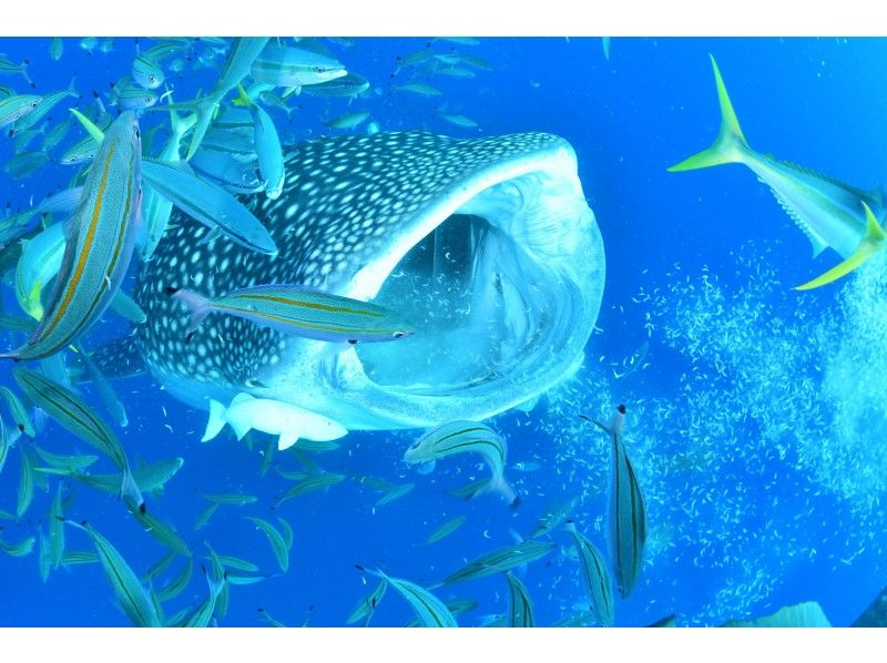 [Private guide for one group] Whale shark fun diving | Free photo and video shooting & equipment rental!の紹介画像