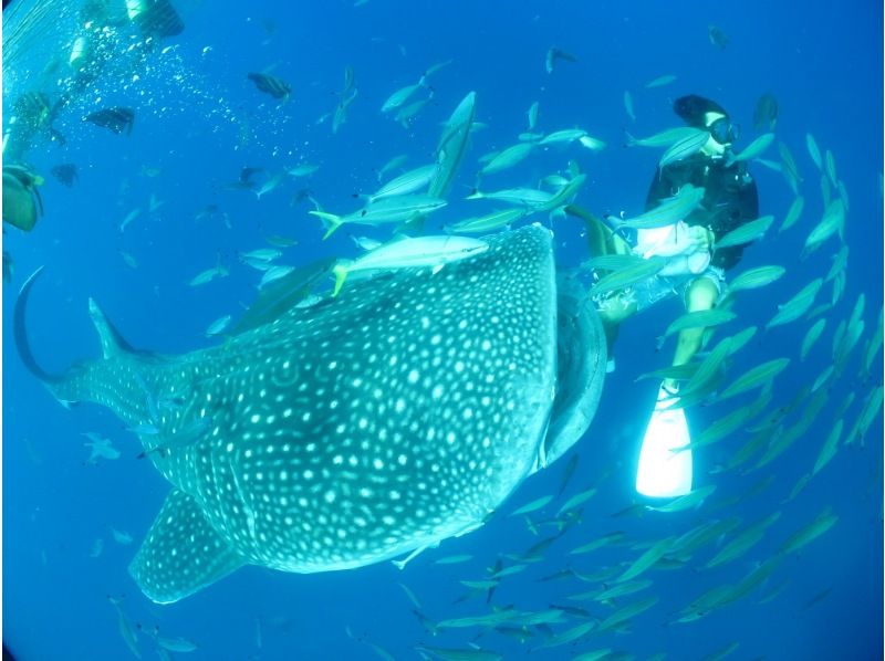 [Private guide for one group] Whale shark fun diving | Free photo and video shooting & equipment rental!の紹介画像