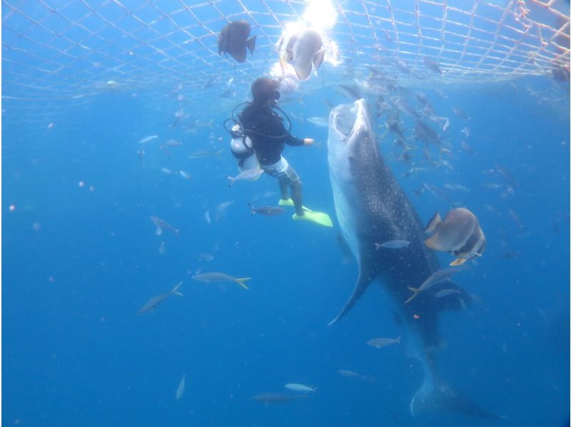 [Private guide for one group] Whale shark fun diving | Free photo and video shooting & equipment rental!の紹介画像