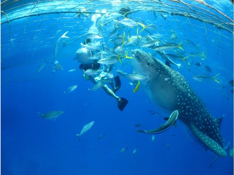 [Private guide for one group] Whale shark fun diving | Free photo and video shooting & equipment rental!の紹介画像