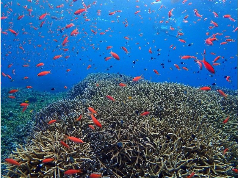 ทัวร์ดำน้ำตื้น(Snorkeling) เกาะอิริโอะโมะเตะ อันดับแนะนำและความนิยม