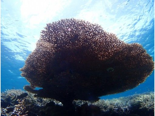 【沖縄・西表島】奇跡の島「バラス島」に上陸。シュノーケリング午後半日ツアー 石垣島からの日帰り参加OK!「写真データ無料プレゼント」 【沖縄・西表島】奇跡の島「バラス島」に上陸。シュノーケリング午後半日ツアー 石垣島からの日帰り参加OK!「写真データ無料プレゼント」