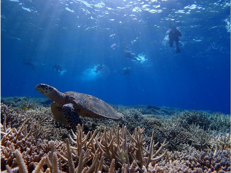 People enjoying a snorkeling tour to Barasu Island organized by Marine Service Passo