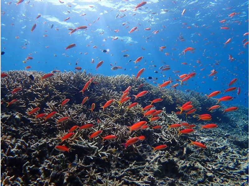 【沖縄・西表島】奇跡の島「バラス島」に上陸。シュノーケリング午後半日ツアー 石垣島からの日帰り参加OK！「写真データ無料プレゼント」の紹介画像