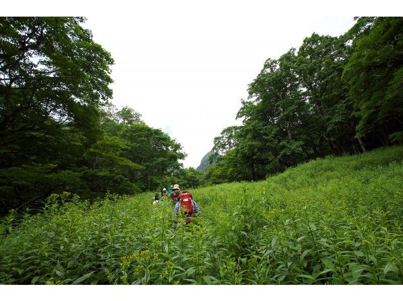 [Recommended in Tochigi / Oku-Nikko] Trekking, hiking & bird watching, insect observation etc ... Nature guided tour held from spring to early summer