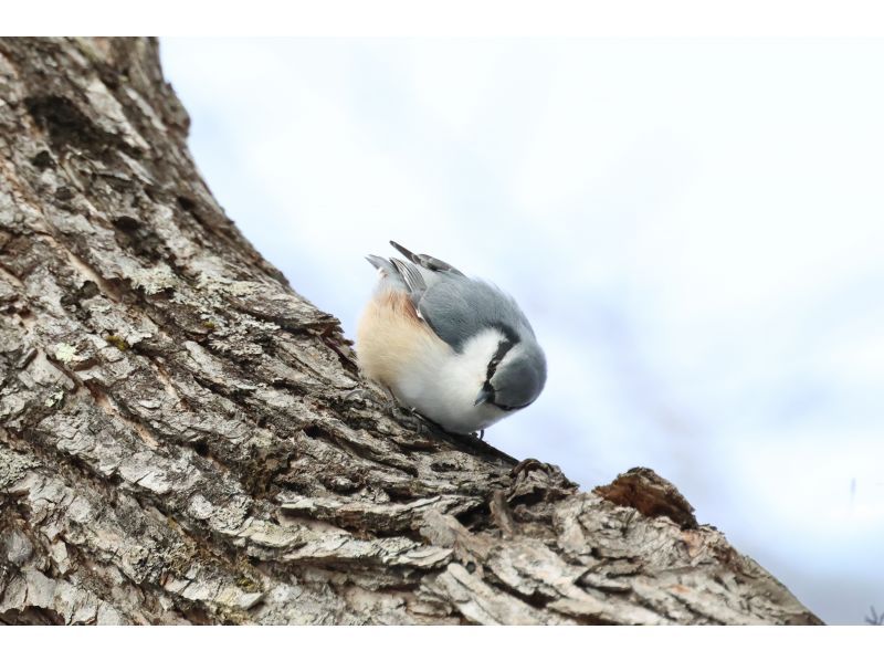 【栃木・奥日光】奥日光バードウォッチング三昧！【初心者大歓迎】の紹介画像