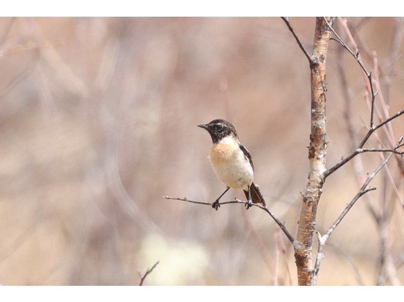 【栃木・奥日光】奥日光バードウォッチング三昧！【初心者大歓迎】の紹介画像