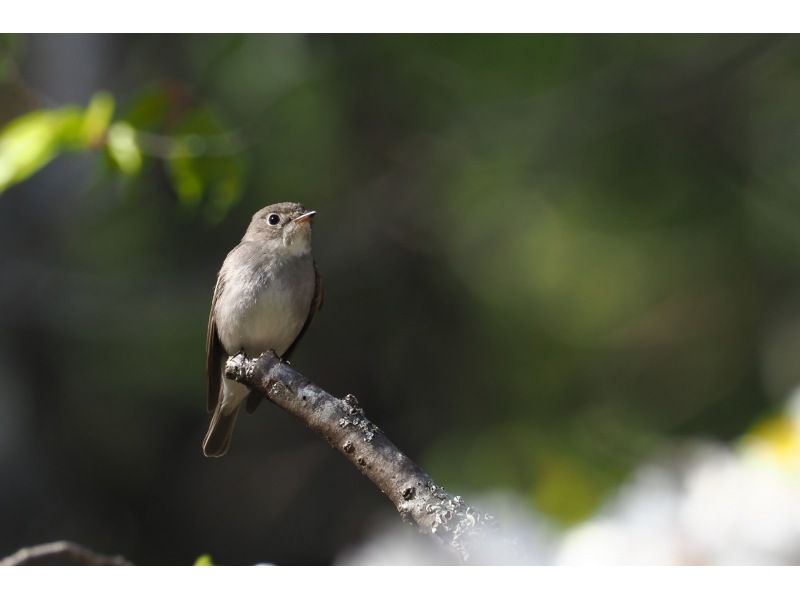 【栃木・奥日光】奥日光バードウォッチング三昧！【初心者大歓迎】の紹介画像
