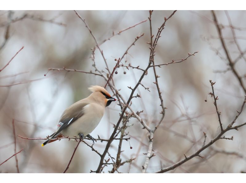 【栃木・奥日光】奥日光バードウォッチング三昧！【初心者大歓迎】の紹介画像