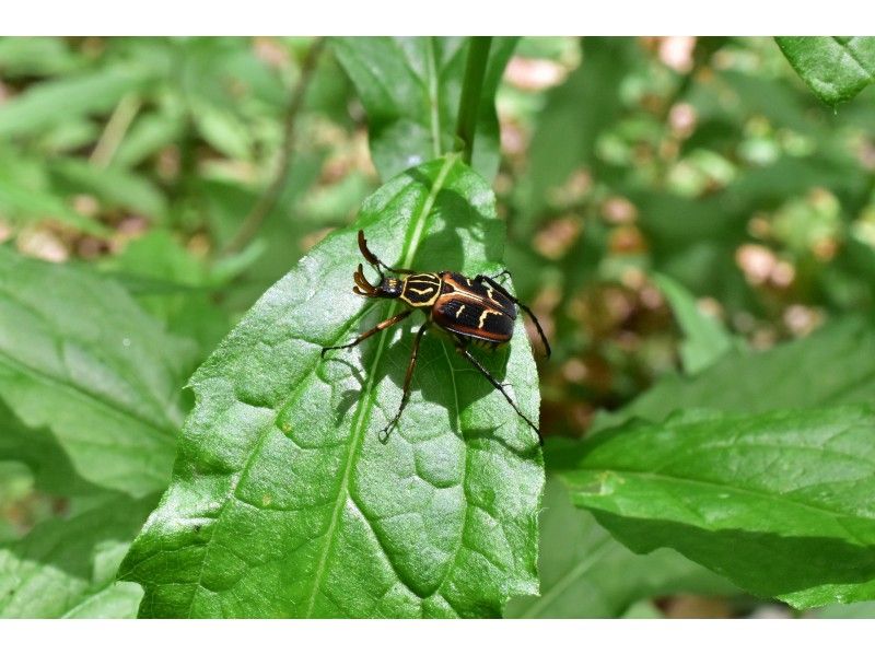 カッチカチのコウチュウたちを探せ！奥日光・ムシムシ観察会【大自然の中で昆虫と触れ合う】の紹介画像