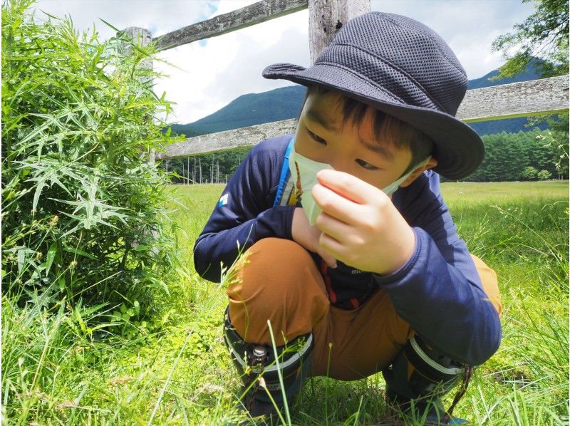 カッチカチのコウチュウたちを探せ！奥日光・ムシムシ観察会【大自然の中で昆虫と触れ合う】の紹介画像