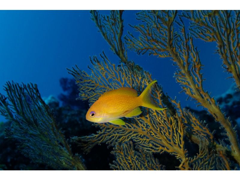 【 静冈 ·伊藤·伊豆海洋公园】初学者欢迎！体验深潜の紹介画像
