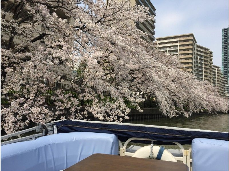 2024 Osaka Cherry Blossom Viewing Sakura Cruise Charter [Very Popular]の紹介画像