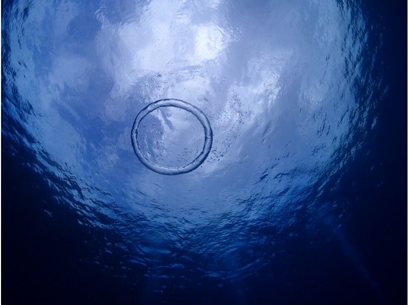 [屋久島經驗深潛] 1個潛水課程[上午/下午]の紹介画像