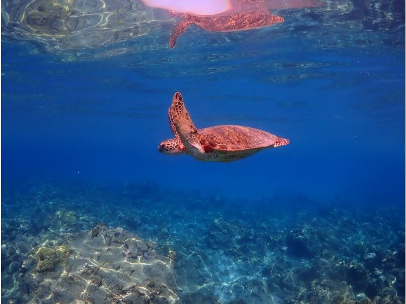 【야쿠시마・체험 다이빙】【1 다이브】스탠다드 플랜! 『체험하면서 결정한다』 만들 수 있는 안심♪ 늘릴 수 있는 만족! 초보자 전문점【야쿠시마/꿈의 기분】の紹介画像