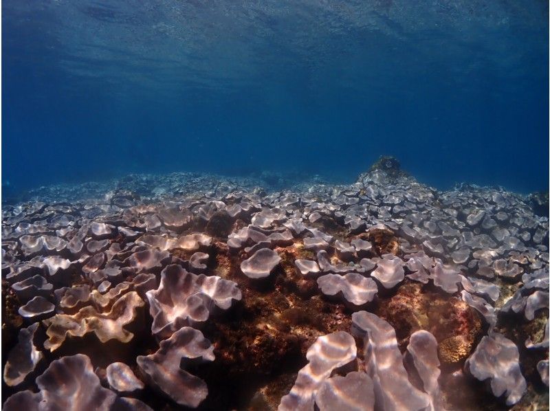 【야쿠시마・체험 다이빙】【1 다이브】스탠다드 플랜! 『체험하면서 결정한다』 만들 수 있는 안심♪ 늘릴 수 있는 만족! 초보자 전문점【야쿠시마/꿈의 기분】の紹介画像