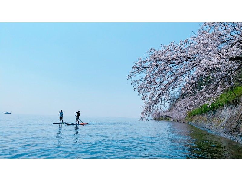 【滋賀・海津大崎】お花見人気滋賀県第一位☆春限定プラン☆SUPで満開の桜を最高のロケーションで楽しもう☆の紹介画像