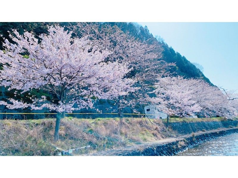 【滋賀・海津大崎】お花見人気滋賀県第一位☆春限定プラン☆SUPで満開の桜を最高のロケーションで楽しもう☆の紹介画像