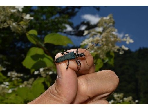 栃木 奥日光 面白い虫をさがそう 夏の湯元で花を訪れる昆虫観察 お子様歓迎 大人だけ参加もok 少人数 マニアック アクティビティジャパン