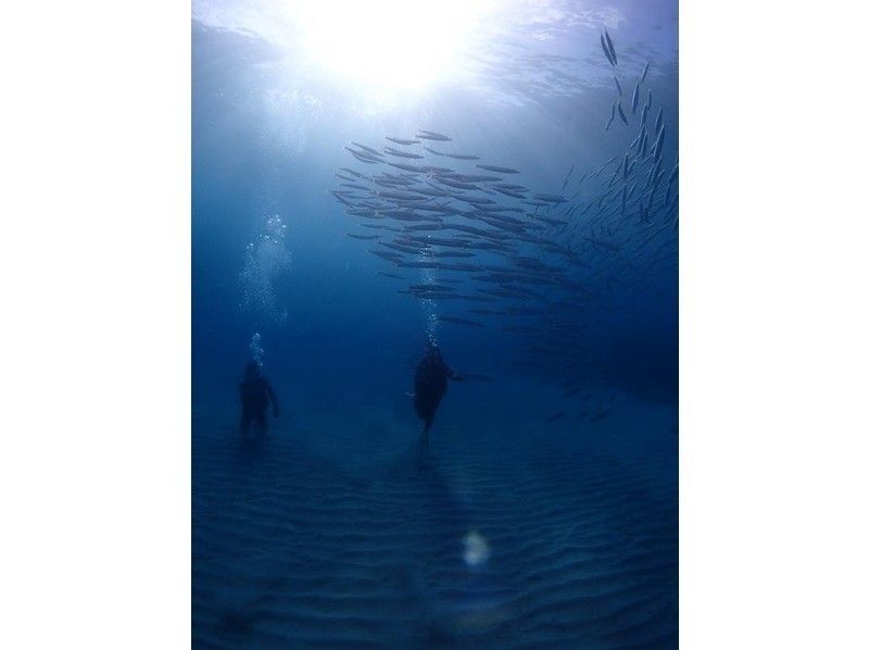 [Yakushima - Introductory Diving] [Standard Course] [1 Dive] "Decide while you try!" "Build peace of mind♪" "Increase satisfaction!" Beginners' specialty store "Yumekoji"の紹介画像