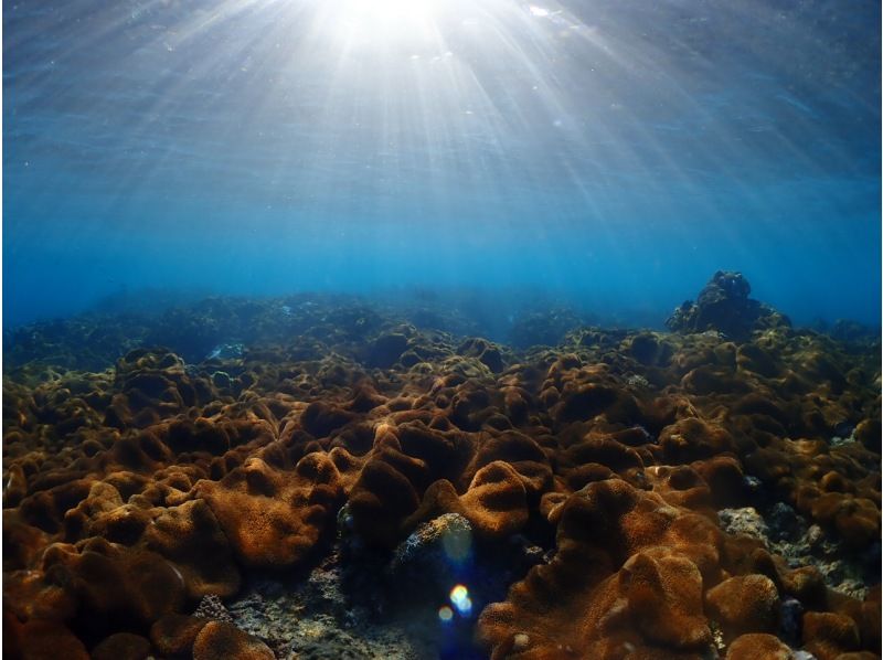[Yakushima - Introductory Diving] [Standard Course] [1 Dive] "Decide while you try!" "Build peace of mind♪" "Increase satisfaction!" Beginners' specialty store "Yumekoji"の紹介画像