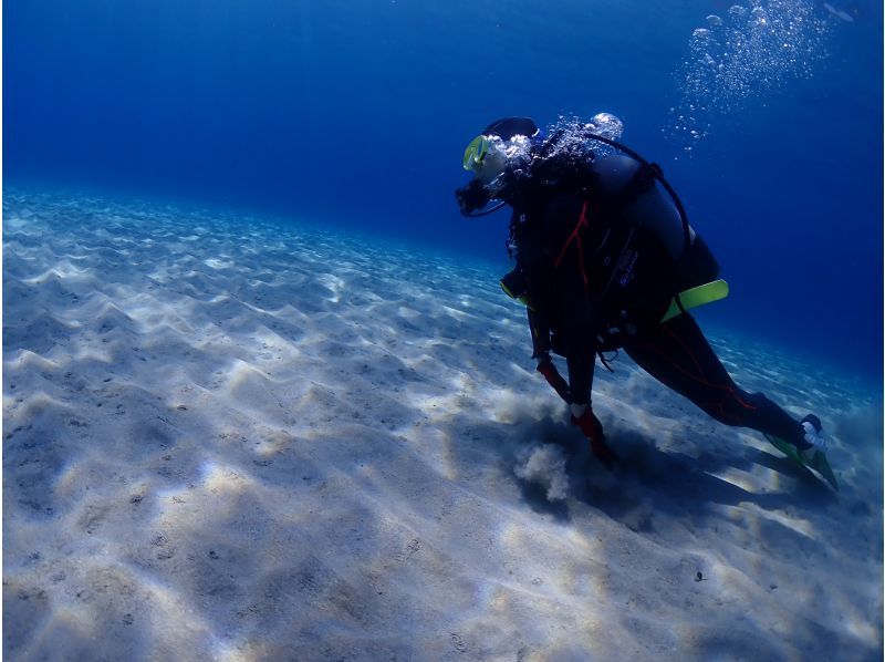 [Yakushima - Introductory Diving] [Standard Course] [1 Dive] "Decide while you try!" "Build peace of mind♪" "Increase satisfaction!" Beginners' specialty store "Yumekoji"の紹介画像