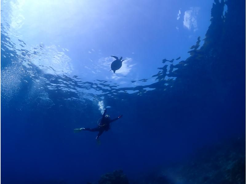 [Yakushima - Introductory Diving] [Standard Course] [1 Dive] "Decide while you try!" "Build peace of mind♪" "Increase satisfaction!" Beginners' specialty store "Yumekoji"の紹介画像