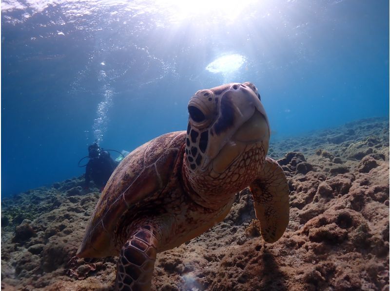 [Yakushima - Introductory Diving] [Standard Course] [1 Dive] "Decide while you try!" "Build peace of mind♪" "Increase satisfaction!" Beginners' specialty store "Yumekoji"の紹介画像