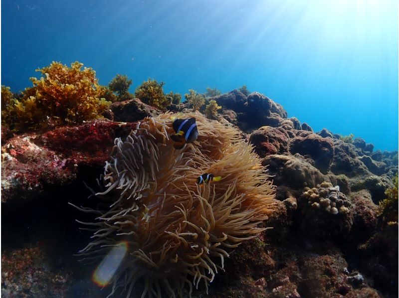 [Yakushima - Introductory Diving] [Standard Course] [1 Dive] "Decide while you try!" "Build peace of mind♪" "Increase satisfaction!" Beginners' specialty store "Yumekoji"の紹介画像
