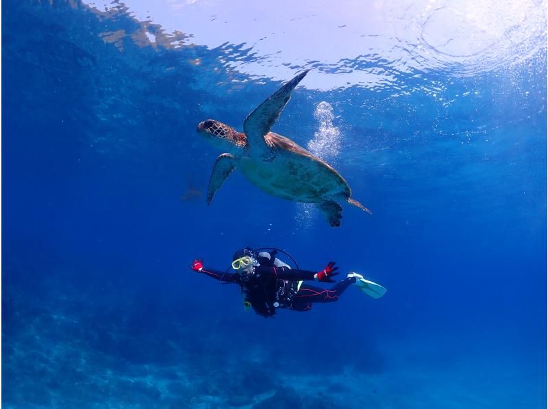 [Yakushima - Introductory Diving] [Standard Course] [1 Dive] "Decide while you try!" "Build peace of mind♪" "Increase satisfaction!" Beginners' specialty store "Yumekoji"の紹介画像